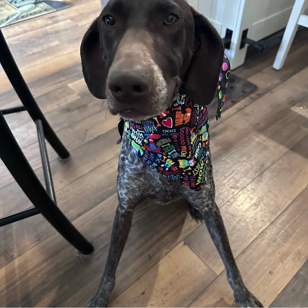Capone Neon Rainbow Colorful Dog Reversible Bandana Neckerchief